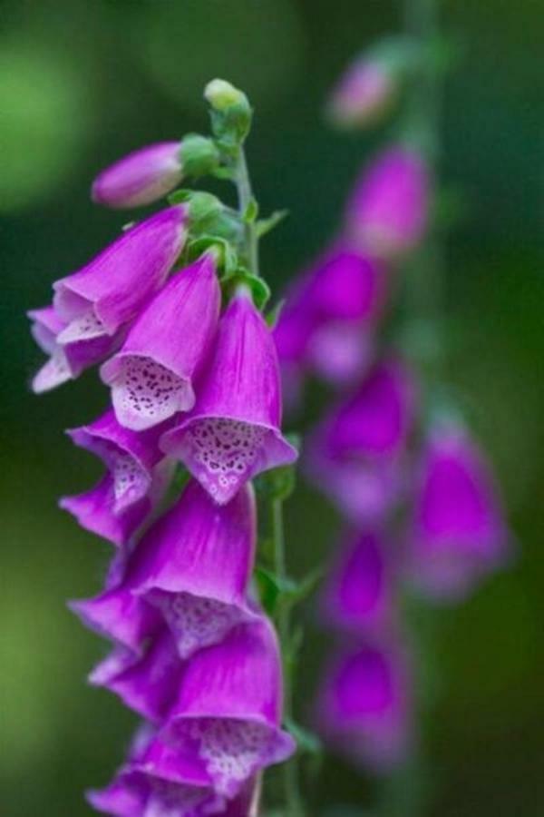 Foxglove House Knights Town Exteriér fotografie